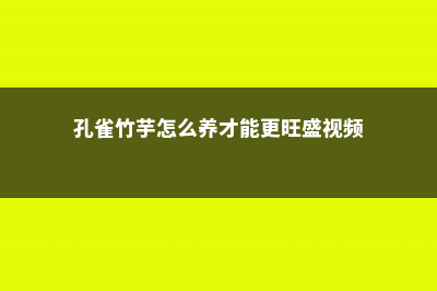 孔雀竹芋怎么养 (孔雀竹芋怎么养才能更旺盛视频)