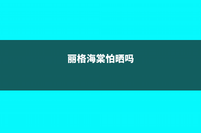 丽格海棠怎样晒太阳 (丽格海棠怕晒吗)