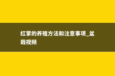 红掌的养殖方法和注意事项 (红掌的养殖方法和注意事项 盆栽视频)