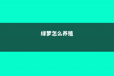 绿萝怎么养 (绿萝怎么养殖)