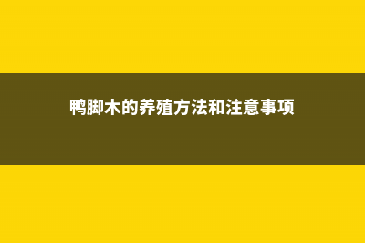 鸭脚木的养殖方法和注意事项 (鸭脚木的养殖方法和注意事项)