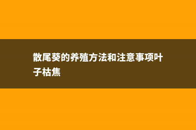 散尾葵的养殖方法和注意事项 (散尾葵的养殖方法和注意事项叶子枯焦)