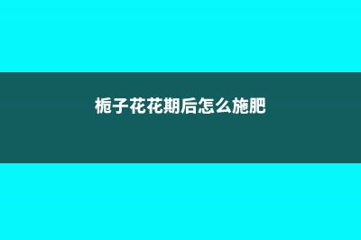 栀子花花期后怎么养护 (栀子花花期后怎么施肥)