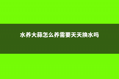 水养大蒜要每天换水吗 (水养大蒜怎么养需要天天换水吗)