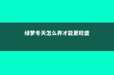 绿萝冬季怎么养 (绿萝冬天怎么养才能更旺盛)