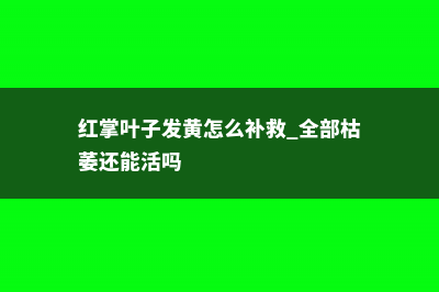 红掌叶子发黄怎么办 (红掌叶子发黄怎么补救 全部枯萎还能活吗)