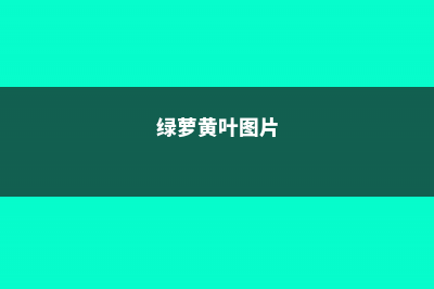 绿萝“黄叶”别着急，2、3粒黄豆埋土里，几天就能现生机！ (绿萝黄叶图片)