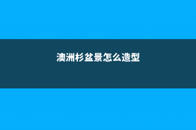 澳洲杉盆景怎么修剪 (澳洲杉盆景怎么造型)