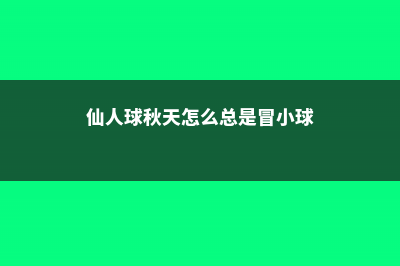 仙人球秋天怎么养 (仙人球秋天怎么总是冒小球)