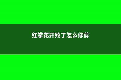 红掌花开败了怎么办 (红掌花开败了怎么修剪)