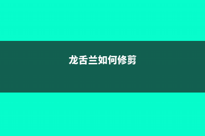 龙舌兰怎么修剪 (龙舌兰如何修剪)