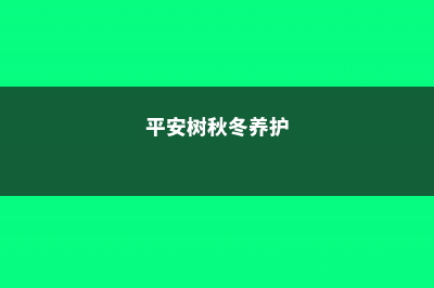 平安树秋天怎么养 (平安树秋冬养护)