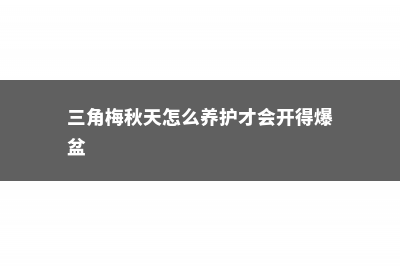 三角梅秋天怎么养 (三角梅秋天怎么养护才会开得爆盆)