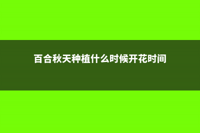 百合秋天怎么养 (百合秋天种植什么时候开花时间)