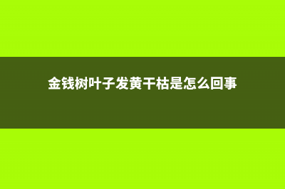 金钱树叶子黄了要剪吗 (金钱树叶子发黄干枯是怎么回事)