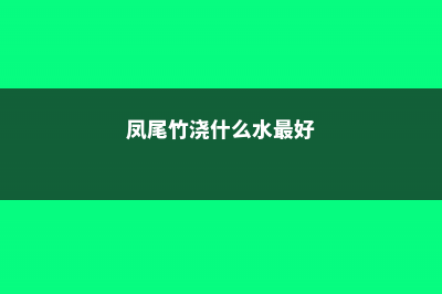 凤尾竹怎么样浇水 (凤尾竹浇什么水最好)