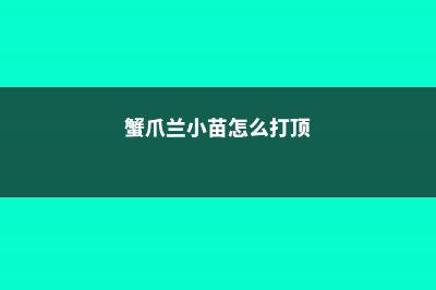 蟹爪兰小苗怎么培育 (蟹爪兰小苗怎么打顶)