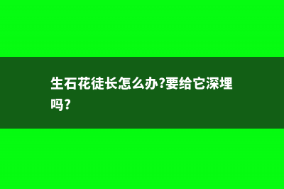 生石花徒长了怎么办 (生石花徒长怎么办?要给它深埋吗?)