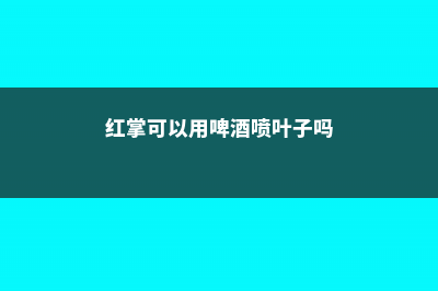 红掌可以用啤酒浇吗 (红掌可以用啤酒喷叶子吗)