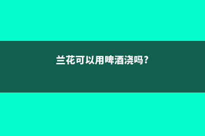 兰花可以用啤酒浇吗 (兰花可以用啤酒浇吗?)