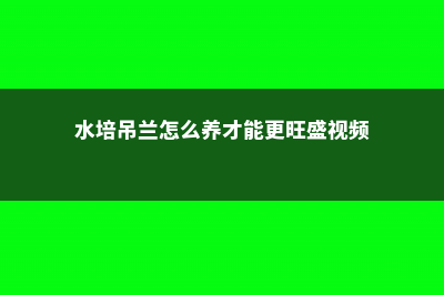 水培吊兰怎么自制营养液 (水培吊兰怎么养才能更旺盛视频)