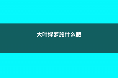 大叶绿萝怎么施肥 (大叶绿萝施什么肥)