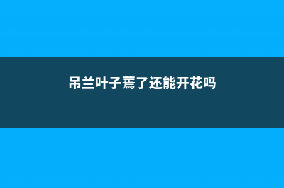 吊兰叶子蔫了还能活吗 (吊兰叶子蔫了还能开花吗)