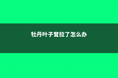 牡丹叶子蔫了还能活吗 (牡丹叶子耷拉了怎么办)