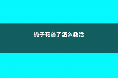 栀子花蔫了还能活吗 (栀子花蔫了怎么救活)