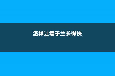 如何让君子兰繁殖小苗 (怎样让君子兰长得快)