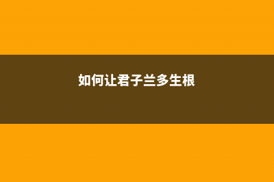 如何让君子兰多长新叶 (如何让君子兰多生根)