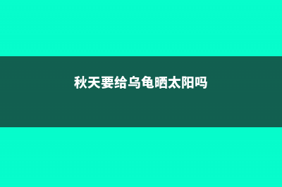 秋天记得给“龟背竹”擦擦叶，叶子油绿全靠这招，太实用！ (秋天要给乌龟晒太阳吗)