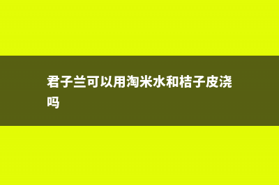 君子兰可以用淘米水吗 (君子兰可以用淘米水和桔子皮浇吗)