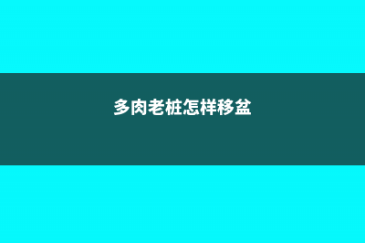 多肉老桩移栽方法 (多肉老桩怎样移盆)