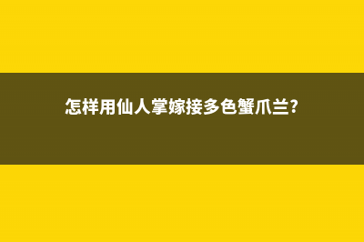 怎样用仙人掌嫁接蟹爪兰 (怎样用仙人掌嫁接多色蟹爪兰?)