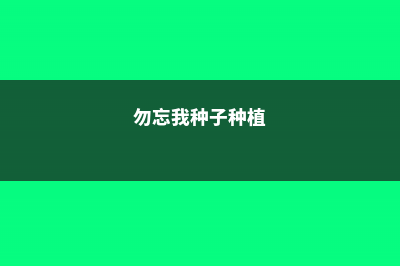 勿忘我种子的种植方法 (勿忘我种子种植)