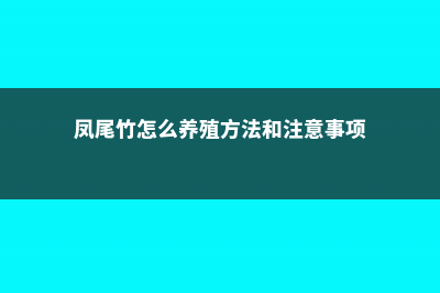 凤尾竹怎么养 (凤尾竹怎么养殖方法和注意事项)