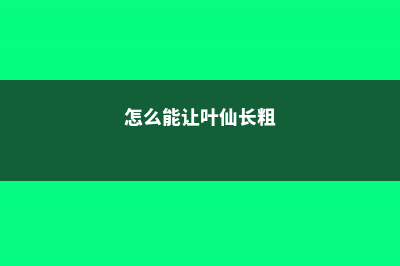 怎样养粗叶仙 (怎么能让叶仙长粗)