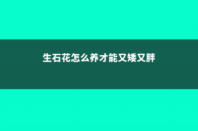 生石花怎么养才能爆双 (生石花怎么养才能又矮又胖)