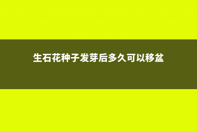 生石花发芽后如何养护 (生石花种子发芽后多久可以移盆)