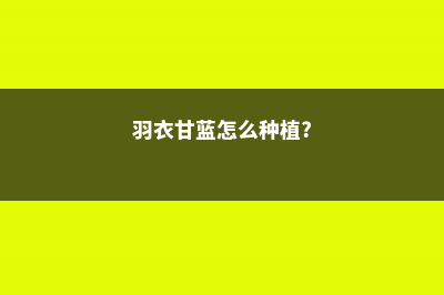 羽衣甘蓝怎么种植 (羽衣甘蓝怎么种植?)