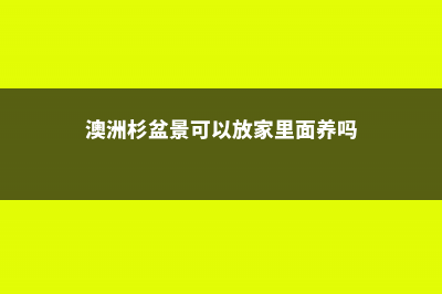 澳洲杉用高盆还是浅盆 (澳洲杉盆景可以放家里面养吗)