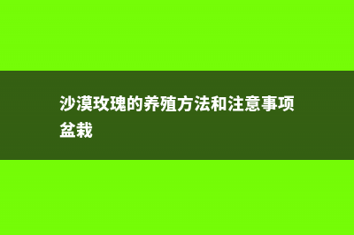 沙漠玫瑰的养殖方法 (沙漠玫瑰的养殖方法和注意事项盆栽)