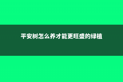 平安树怎么养才茂盛 (平安树怎么养才能更旺盛的绿植)