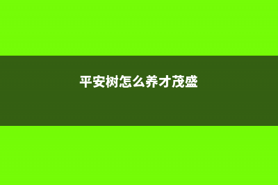 平安树怎么养 (平安树怎么养才茂盛)