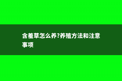 含羞草怎么养 (含羞草怎么养?养殖方法和注意事项)