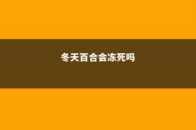 “百合”冬天也能养？做好这1点，安全度过冬天 (冬天百合会冻死吗)