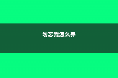 勿忘我怎么养 (勿忘我怎么养)