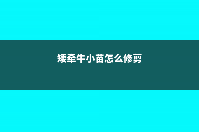 矮牵牛怎样才能爆盆 (矮牵牛小苗怎么修剪)