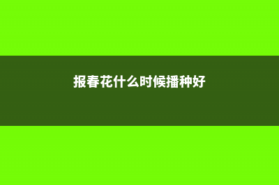 报春花什么时候播种 (报春花什么时候播种好)